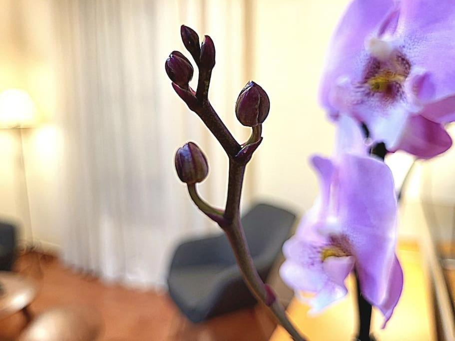 Flamenco, Apartamento Exclusivo De Dos Habitaciones En El Pleno Del Casco Antiguo, Alicante, Playa, Centro Historico, Rambla Ngoại thất bức ảnh